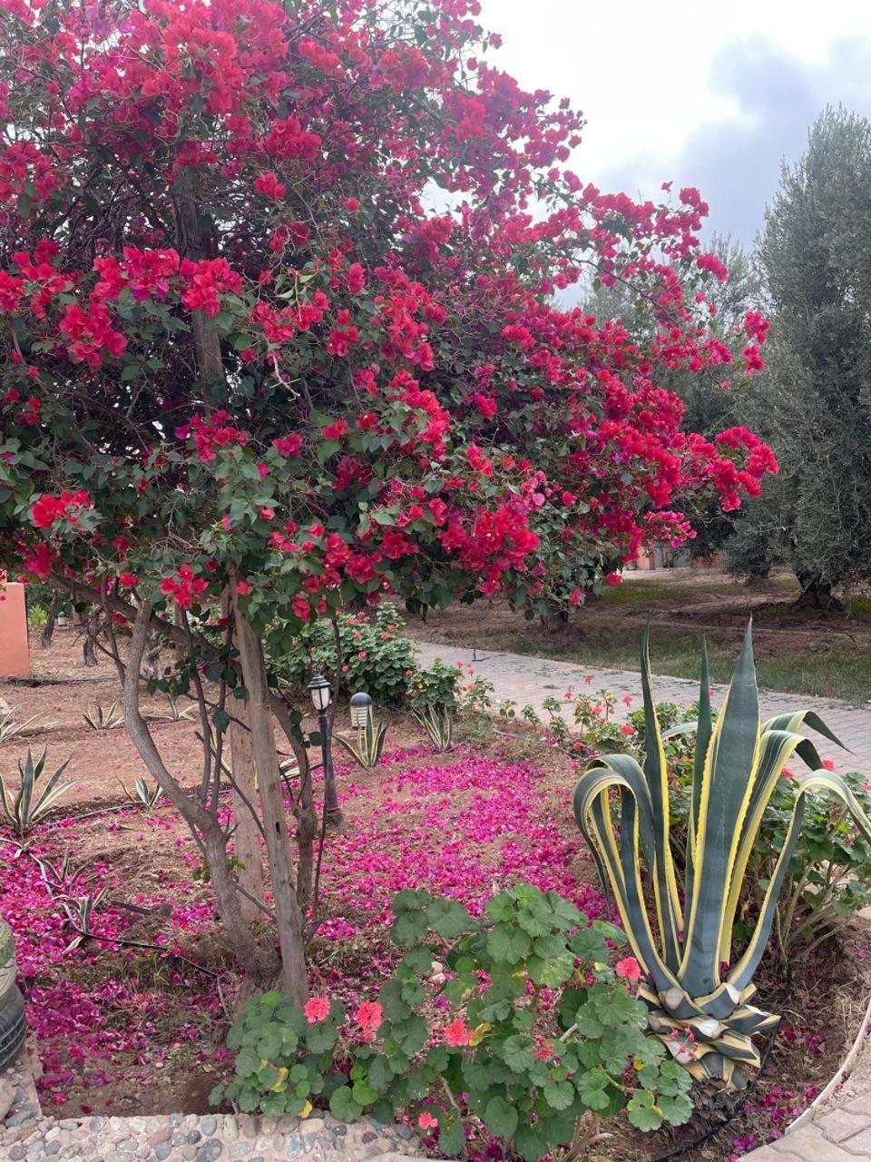 מרקש Riad Oussari מראה חיצוני תמונה
