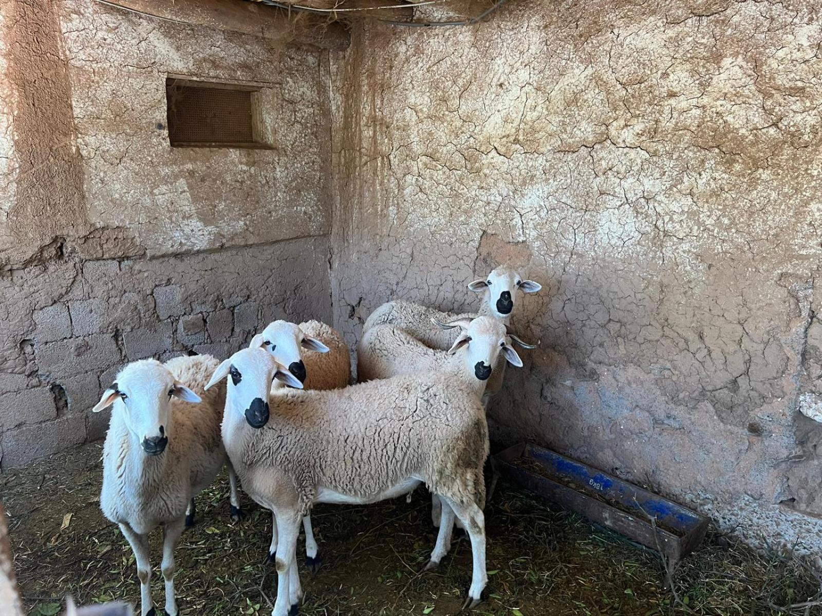 מרקש Riad Oussari מראה חיצוני תמונה